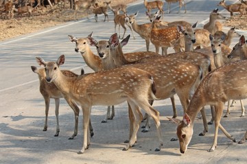 Deers,  they live at a zoo in Thailand  Asia,  for the research and the reproduction.