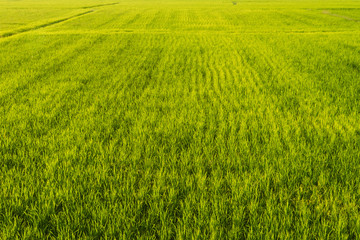 Obraz na płótnie Canvas Rice field farm in the evening