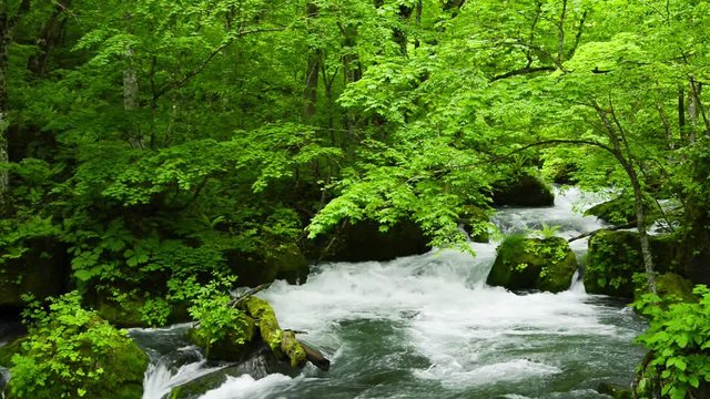 奥入瀬渓流の流れと新緑の木々