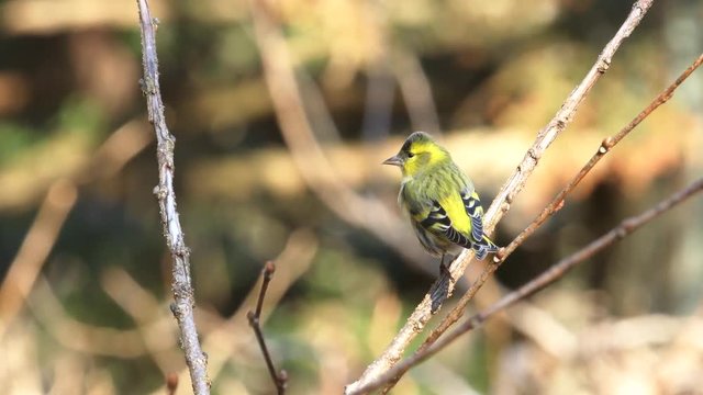 マヒワ雄(Eurasian siskin)