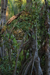 アジアの森の木