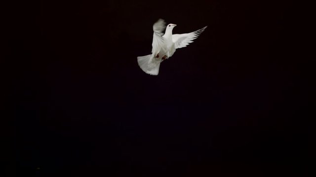 White pigeon flying on black background, Ultra Slow Motion
