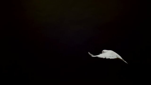 Side view of a white pigeon flying, Ultra Slow Motion