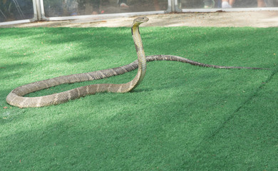 king cobra