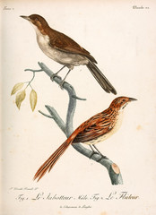 Illustration of a bird.