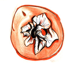 Persimmon orange color hand drawing pencil and marker. Front view sketch isolated white background