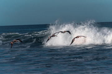 Birds in the beach of costa rica