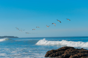 Fototapeta na wymiar Birds in the beach of costa rica