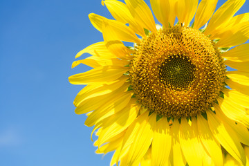 closed up of sunflower on blue sky