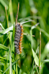 Closeup of furry caterpillar at the field