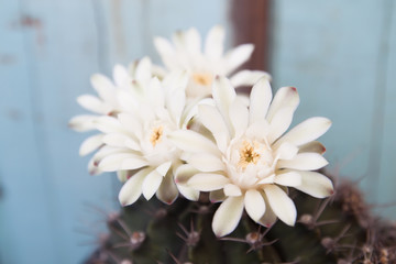 Obraz premium Close up white color cactus flower