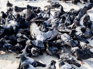 many pigeons eat on the sidewalk with snow in winter