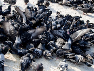 many pigeons eat on the sidewalk with snow in winter
