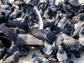 many pigeons eat on the sidewalk with snow in winter