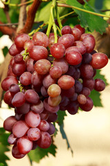 bunch of ripe grapes