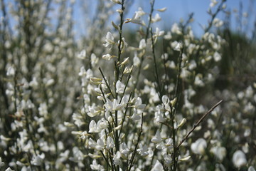 Looking Through Flowers