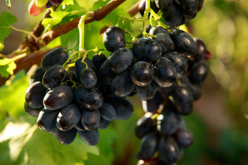 bunch of ripe grapes