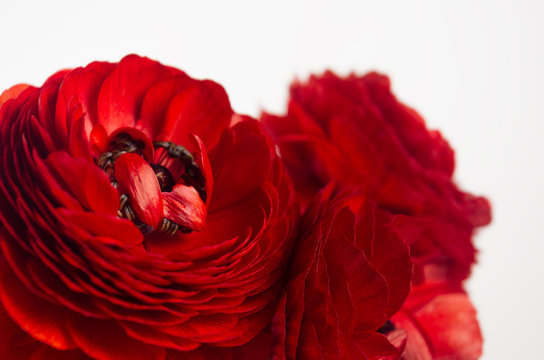 Passionate Red Flowers Macro White Background. Spring Floral Background.