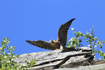 young peregrine falcon (Falco peregrinus) Germany