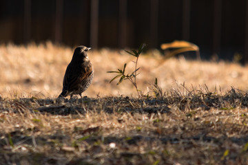 野原の鳥