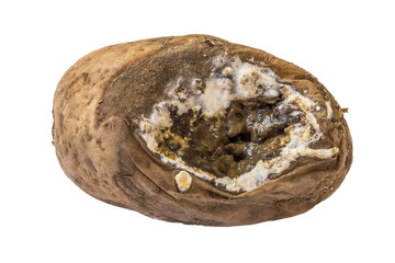 eine alte schimmelige Kartoffeln (Solanum tuberosum)