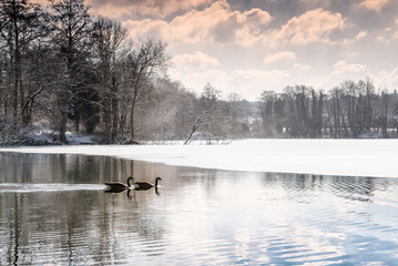 Geese on a frozen woodland lake as it begins to thaw. Sevenoaks, Kent, England