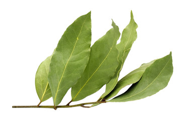 Obraz premium Dried aromatic bay leaf twig isolated on a white background. Photo of laurel bay harvest for eco cookery business. Antioxidant kitchen herbs.