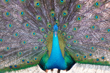 Obraz premium A peacock expanded colorful feathers