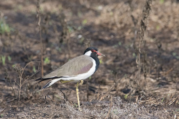 Bird: Red Wattled Lapwing Standing on One Leg