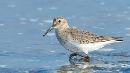 Obraz premium Curlew sandpiper (Calidris ferruginea)