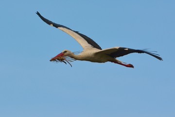 White Stork in Flight