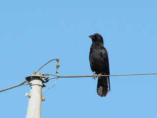 電線で休むカラス