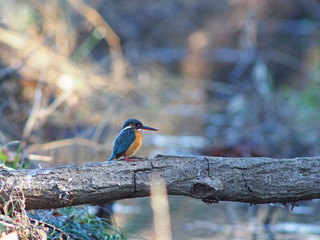 獲物を狙うカワセミ