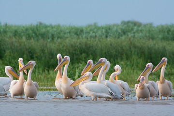 White Pelican (Pelecanus onocrotalus)