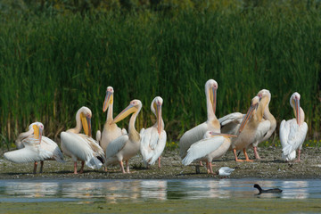 White Pelican (Pelecanus onocrotalus)