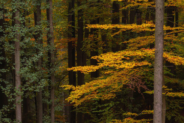 Jesień w bukowym lesie. - obrazy, fototapety, plakaty