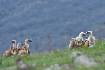 Group of Griffon Vultures in the top of the Mountains