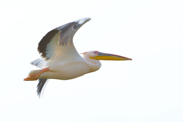 White Pelican (Pelecanus onocrotalus)