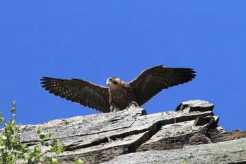 young peregrine falcon (Falco peregrinus) Germany