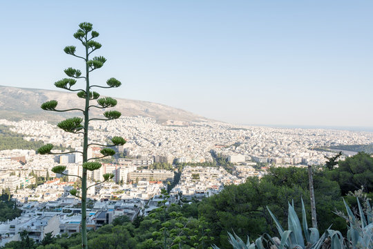 View of Athens from Lycabettus Hill,with Agava in the foreground, Greece