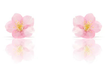 Stickers pour porte Fleur de cerisier Fond de printemps fleur Sakura