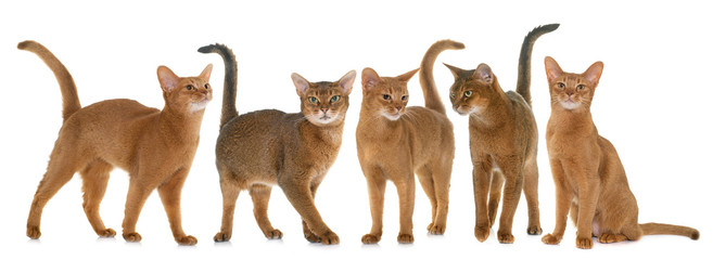 Abyssinian cats in studio