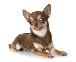 Fototapeta premium brown chihuahua in studio
