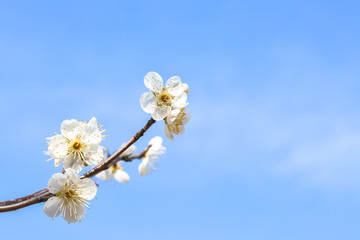 青空と梅の花