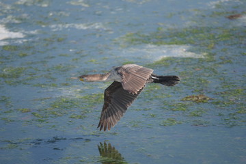 bird