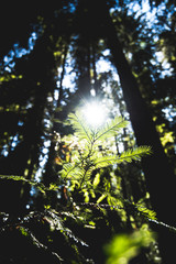 A sunstar in the Redwood forest of Montgomery Woods