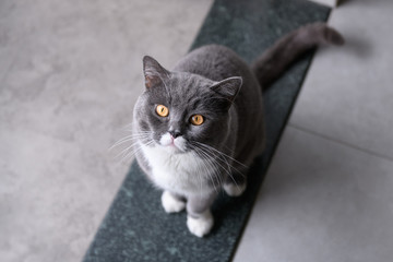 Gray cat, indoor shot