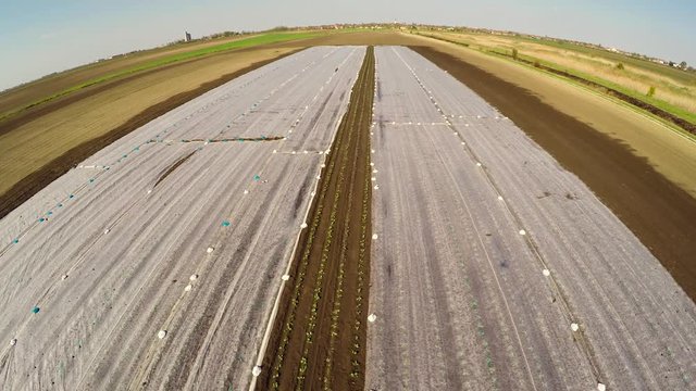 Aerial footage of cabbage field with thermo foil during irrigation.