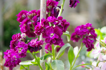 Fototapeta premium ピンクの花