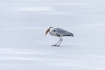 Large gray heron catches and swallows fish
